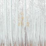 Nyírfa erdő mintás fotótapéta 416x254cm