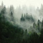 Köd a fenyvesben fotótapéta 520x318cm