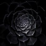 Black flower fotótapéta 104x70,5cm