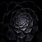 Black flower fotótapéta 312x219cm