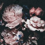 Pink Roses fotótapéta 416x290cm