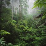 Esőerdő mintás vlies fotótapéta 208x146cm