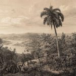 Vintage őserdő mintás fotótapéta 312x219cm