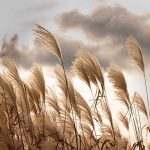 Pampafű mintás fotótapéta 368x280cm