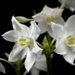 Madonna fotótapéta