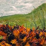 Morning Walk fotótapéta