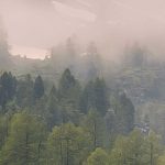 Morning Walk fotótapéta