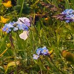 Morning Walk fotótapéta