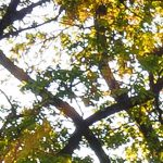 Meadow Trail fotótapéta