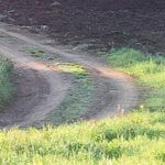 Meadow Trail fotótapéta