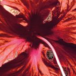 Sherazade fotótapéta