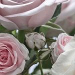 Floraison fotótapéta