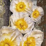 Serafina fotótapéta