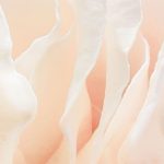 Tavaszi rózsa mintás fotótapéta