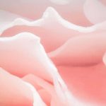 Tavaszi rózsa mintás fotótapéta