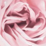 Tavaszi rózsa mintás fotótapéta