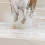 White Horses fotótapéta