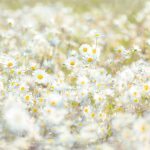 Daisies fotótapéta