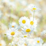 Daisies fotótapéta