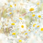 Daisies fotótapéta