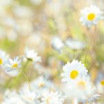 Daisies fotótapéta
