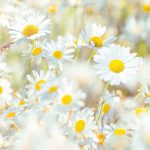 Daisies fotótapéta