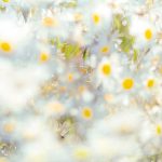 Daisies fotótapéta