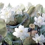 Óriás fehér tavirózsa mintás vlies fotótapéta 520x318cm