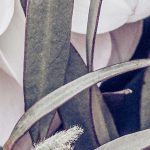 Zestful fotótapéta