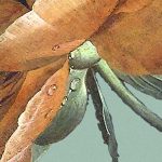 Cultivé fotótapéta