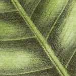 Rózsaszín liliom és nagy levélmintás vlies fotótapéta