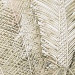 Pálma oázis vlies fotótapéta