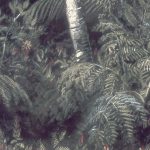 Egzotikus pálmafás fotótapéta