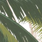 Palmera fotótapéta