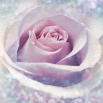 Delicate Rose fotótapéta