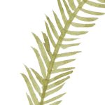 Pasztell zöld festett levélmintás vlies fotótapéta