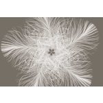 Elegáns tollpihe mintás vlies fotótapéta