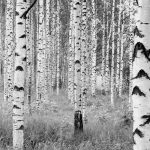 Woods fotótapéta