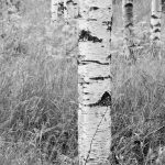 Woods fotótapéta