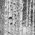 Woods fotótapéta