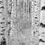Woods fotótapéta