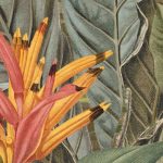 Amazonia fotótapéta