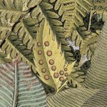 Amazonia fotótapéta